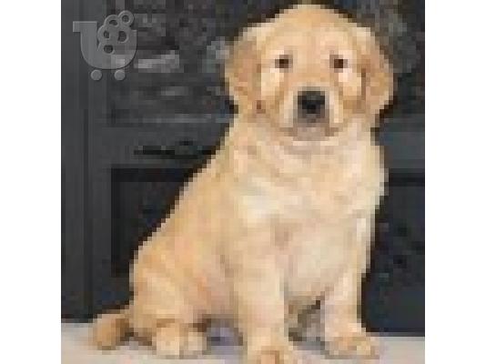 PoulaTo: Κουτάβια Golden Retriever